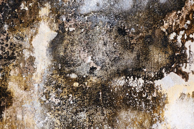 a damp wall