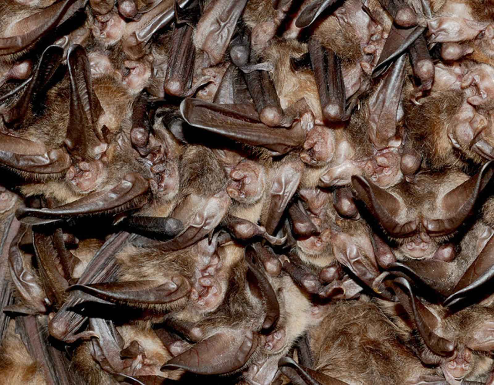 severe bat infestation
