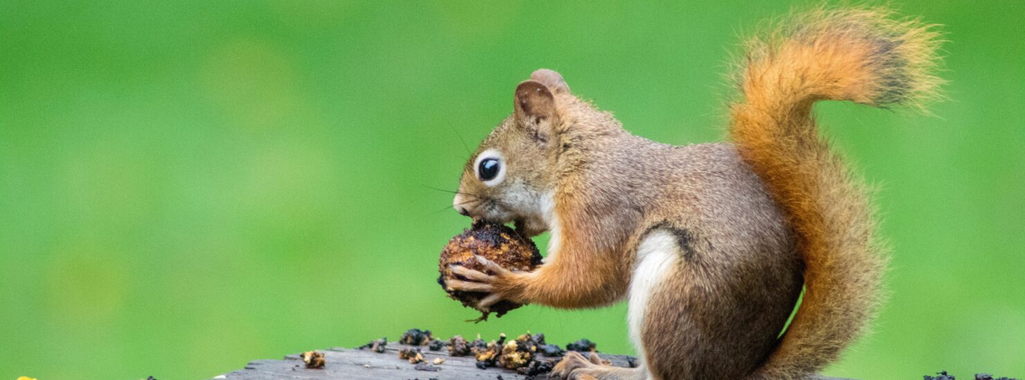rodent